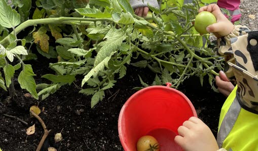 Barn plockar tomater från tomatplanta utomhus.