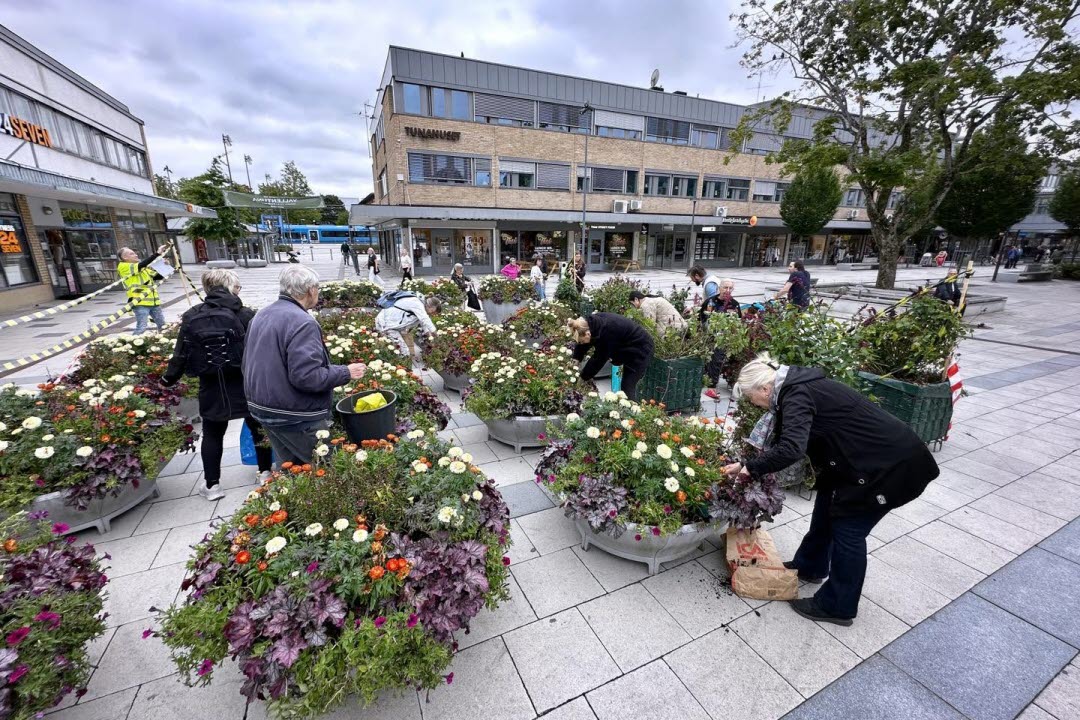Folk hämtar plantor på Tuna torg