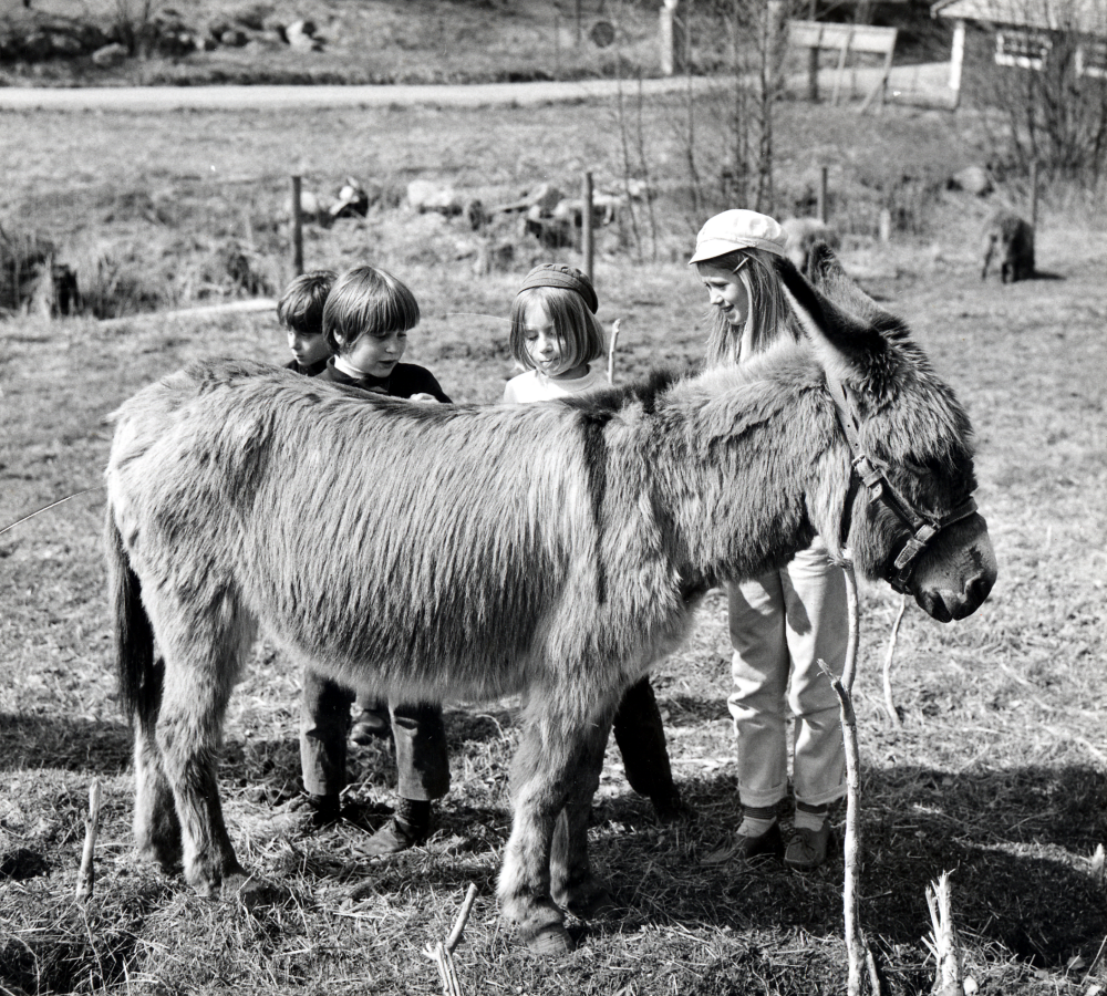 Fotokurs på  utflykt  till  Kvarntorp vid Olhamra.  På bilden bekantar sig barn med en  åsna som ägs av Eva Walldie-Hedlund