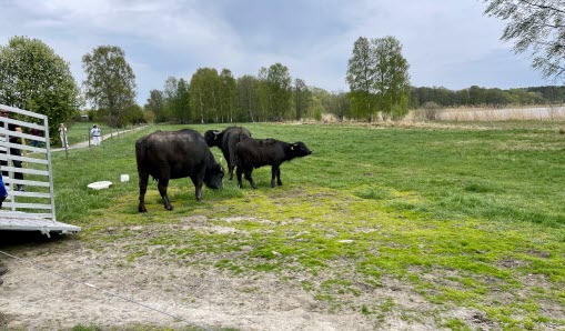 Vattenbufflarna Maud, Elna och Sirius Black har kommit ut från sin djurtransport och går ned till hagen.
