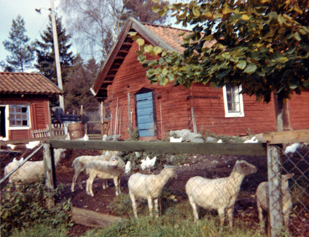 Får vid Hagmarkens kennel