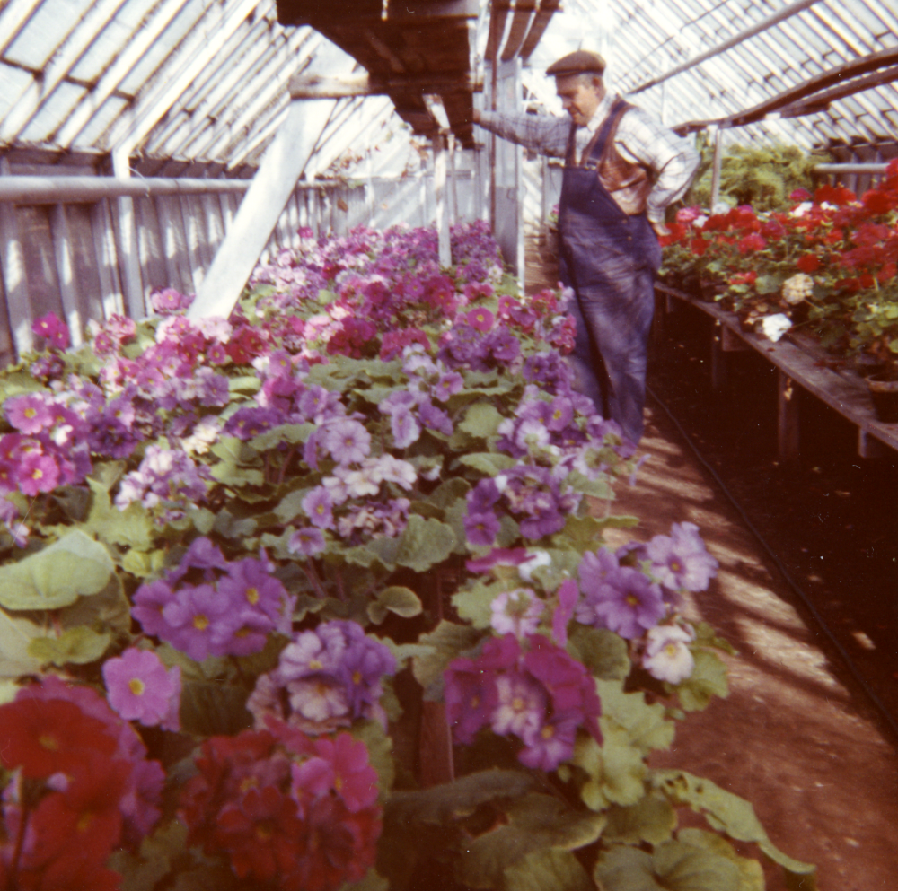 Primula i Lindbloms handelsträdgård