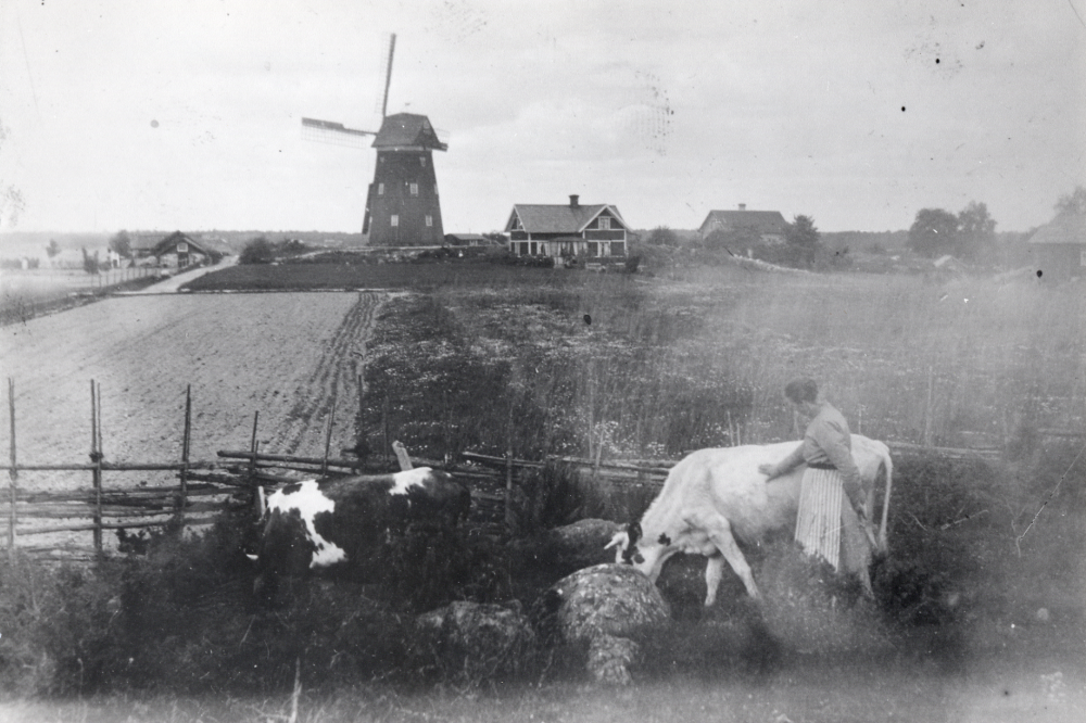 Åsta kvarn i Angarn med kvarnvillan t h. Sofieberg är ännu ej byggt. I förgrunden går Jenny Norberg, född Olsson, och klappar en ko. Ev är det mjölnarens kor. Kvarnen brann 1934