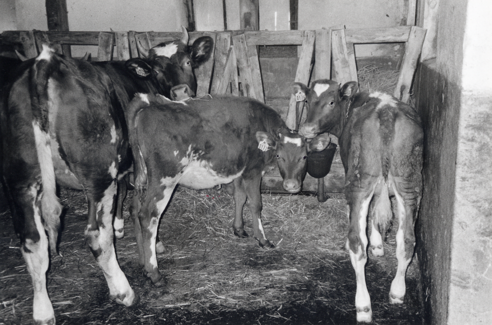 Interiör från ladugården vid Åttesta gård i Frösunda.  Tre av gårdens kvigkalvar står i sin kätte.  Anders Öhman driver gården med hjälp av sina föräldrar Stig och Ingegärd Öhman