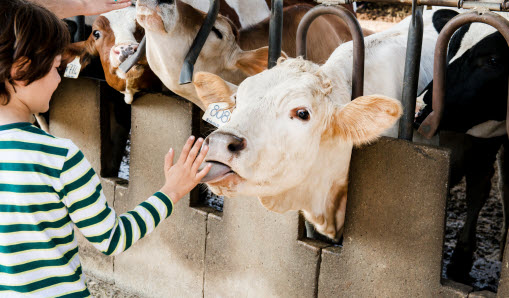 Barn håller handen framför munnen på en ko