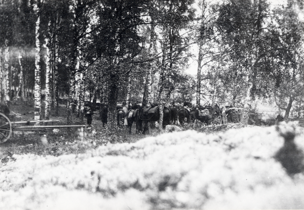 Militärer har slagit läger i Smedshagen, Muspelhem. En mängd hästar samt vagnar, kanonvagnar? bland björkarna i hagen. Tid kring första världskriget?
Uppgift om fotoår saknas.