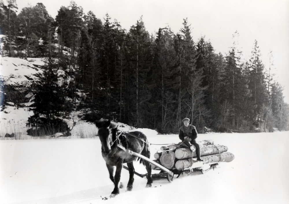 Ruben Johansson från Gillberga gård kör timmer på isen vid Sjötorpsviken i Garnsviken.  Hästen heter Brunte och han var Gillbergas sista häst