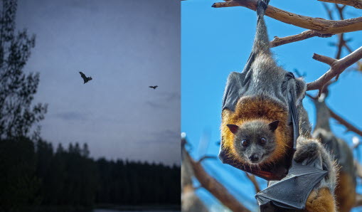 Fladdermöss
