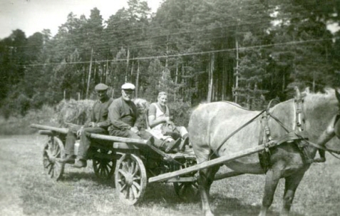 Hästen Caesar drar vagnen vid höskörden på Broby gård