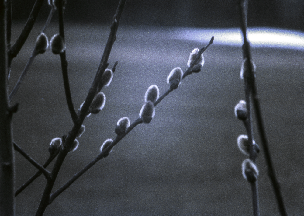 Sälgblommorna sväller. Fotografiet ingår i bildserien Angarnssjöängen 1970 som köptes av Vallentuna kommun och gjordes mot bakgrund av den oro som fanns bland naturvänner då Stockholm stad planerade en ny stad i området med upp mot 100 000 invånare. Så småningom övergavs planerna och istället bildade Länsstyrelsen naturreservat 1982.