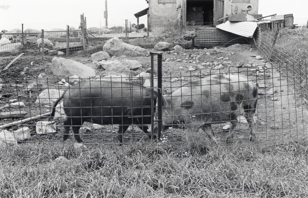 Glada grisar som får böka utomhus vid Örsta gård i Angarn
