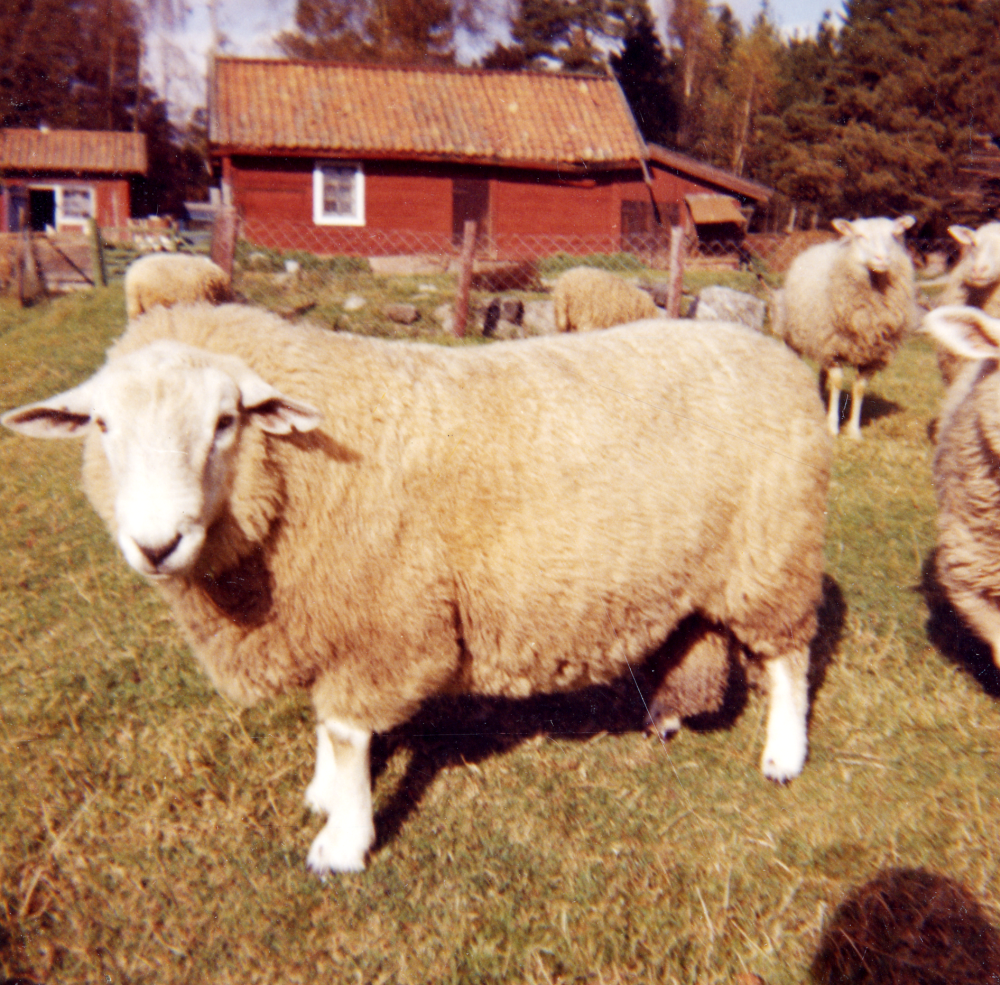 Bagge framför Hagmarkens kennel