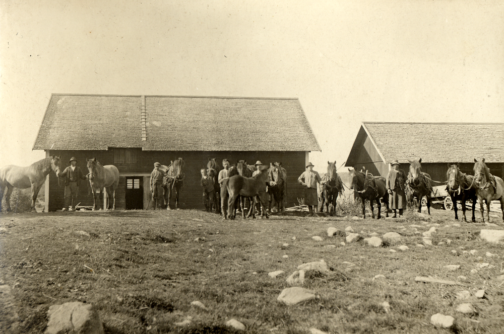 Hacksta gård i Össeby-Garn.  Framför Ekonomibyggnaderna står gårdens folk uppställda med hästarna.  Längst t v står gårdens ägare Josef Forsberg.  Ev står ev  hovslagaren med skinnförkläde