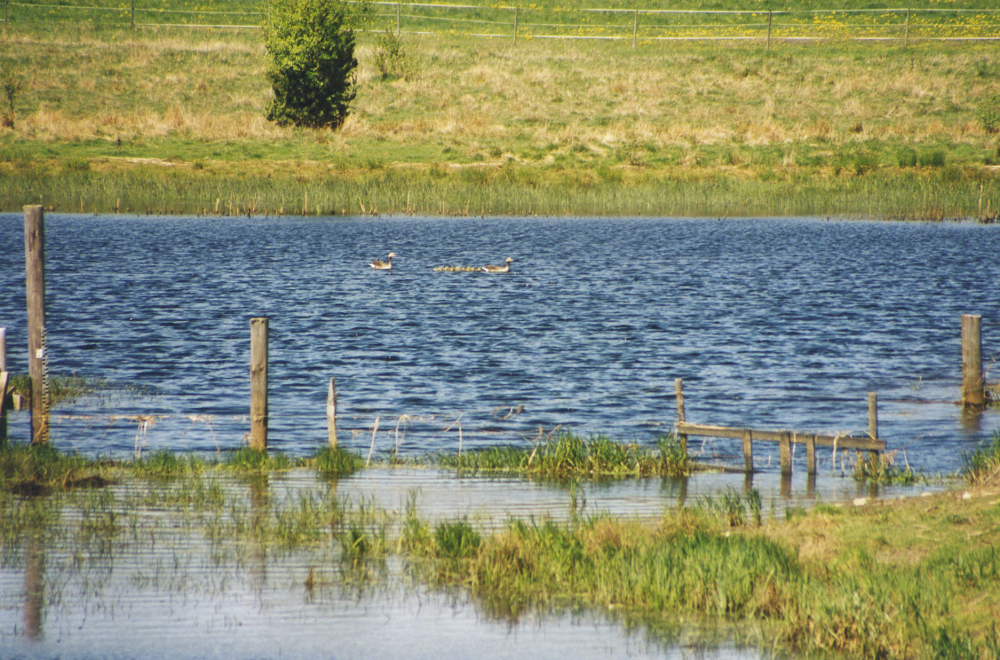 Vår vid Angarnssjöängen. Sjöfågel.