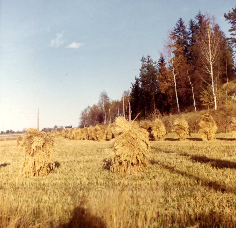 Skördearbete  i  Orkesta.   Sädesskylar  torkar på åkern