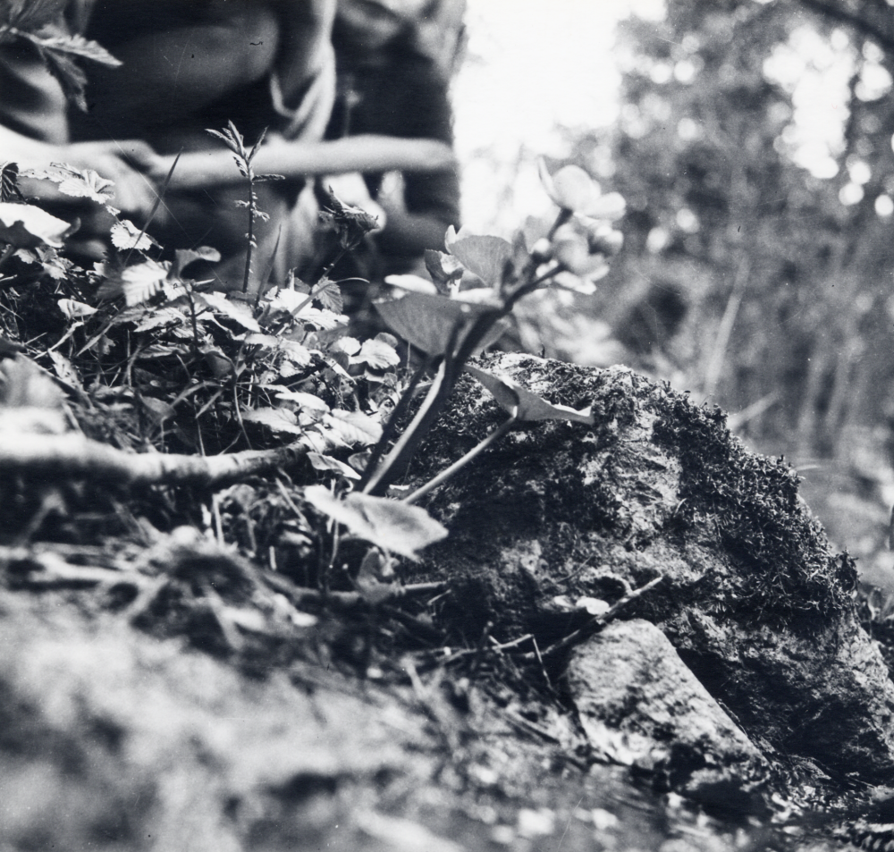 Kabbleka.

Uppgift om fotoår saknas, men troligen ca 1960.