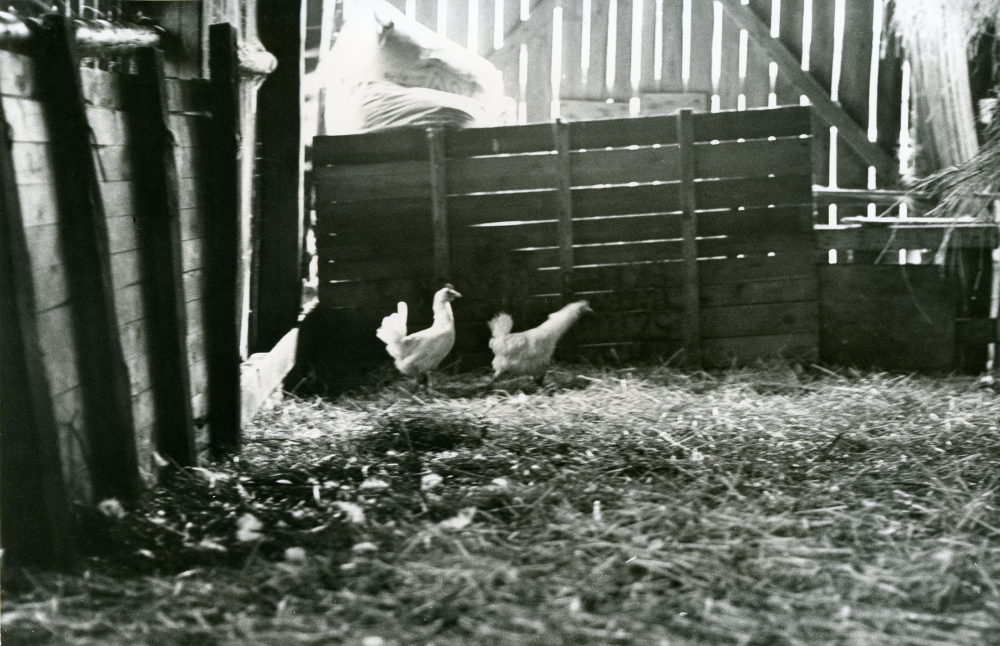 På Kerstin Bengtssons lantgård Lidberga i Össeby. Hönsen får springa fritt på ägorna. Gården ägs av Stockholms stad.
•Fotografiet ingår i bildserien ”Vardagsliv i Vallentuna kommun” av Rachael Gough-Azmier & Gunilla Blomé, Haga Studios HB.