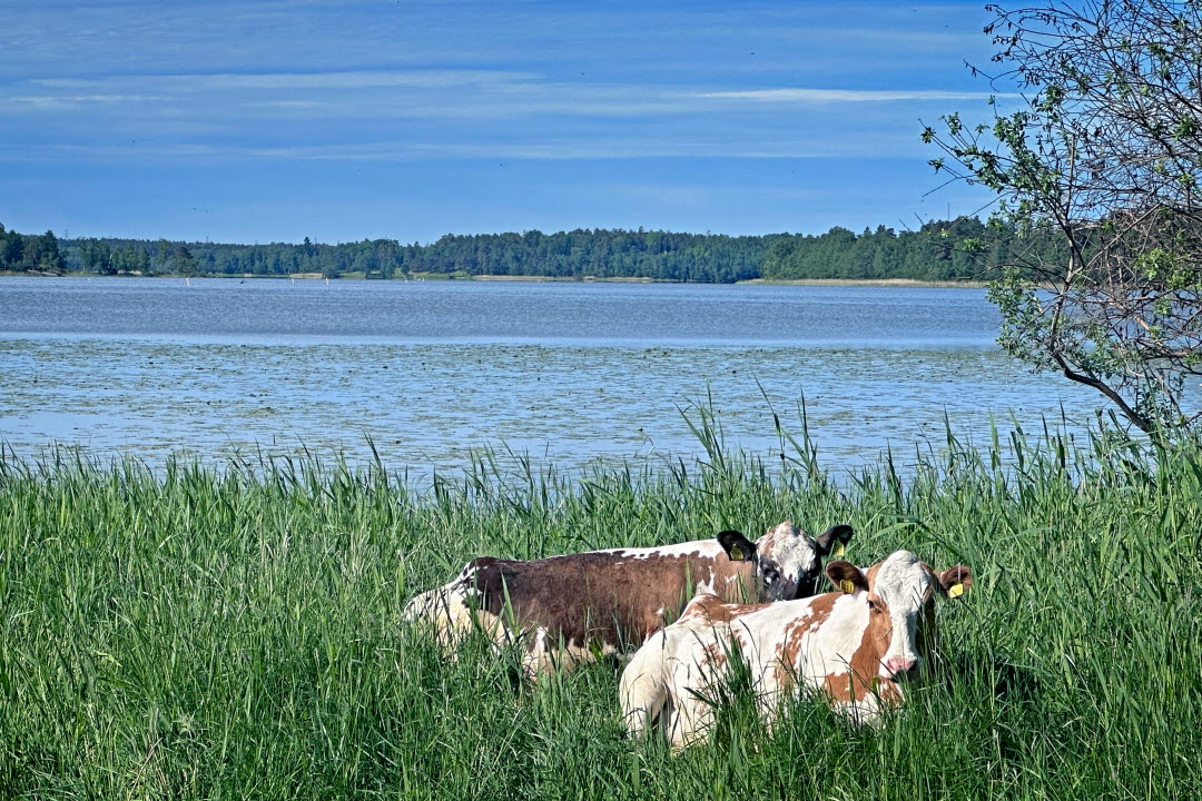 Bohuskullor vid Vallentunasjön