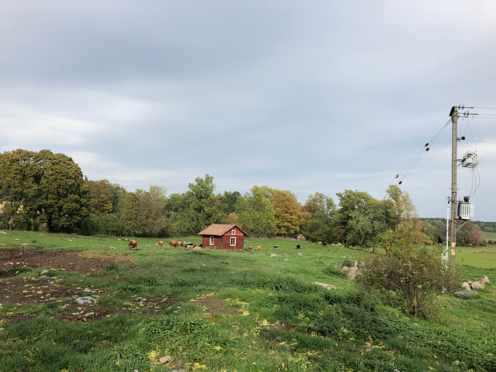 Mindre byggnad i hagen med betande kor vid Lövsta gård i Frösunda.