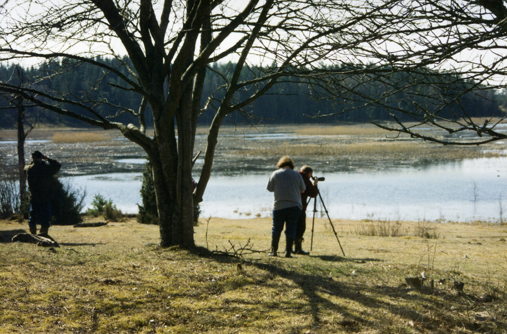 Vår vid Angarnssjöängen. Fågelskådning.
