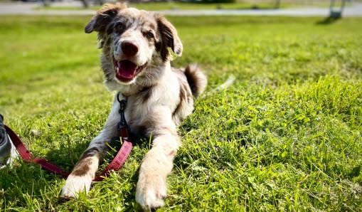 Hund som ligger på en grön äng