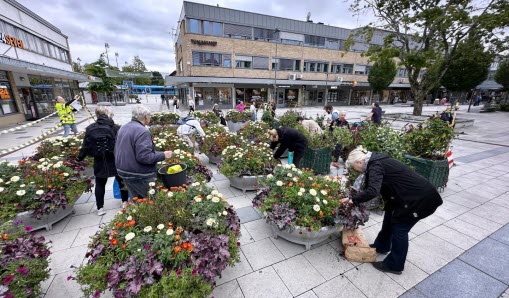 Folk hämtar plantor på Tuna torg