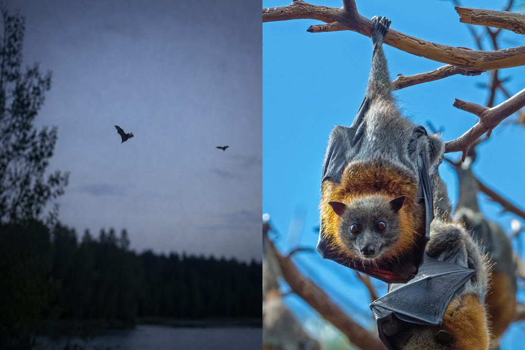 Fladdermöss