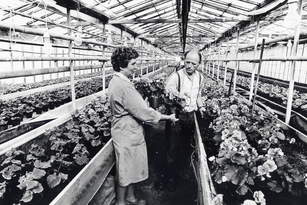 Heidmarks handelsträdgård i  Bällsta  startades 1927 av  Pettersson.  Man odlade rosor, pelargoner, azaleor, julstjärnor, tulpaner och andra lökväxter, krysantemum, tomater m m. 1975 såldes marken till  Skånska cement  och verksamheten upphörde 1979.  Här står ägarna  Gösta Heidmark  och hustrun  Birgitta  i ett av  växthusen  med  pelargoner