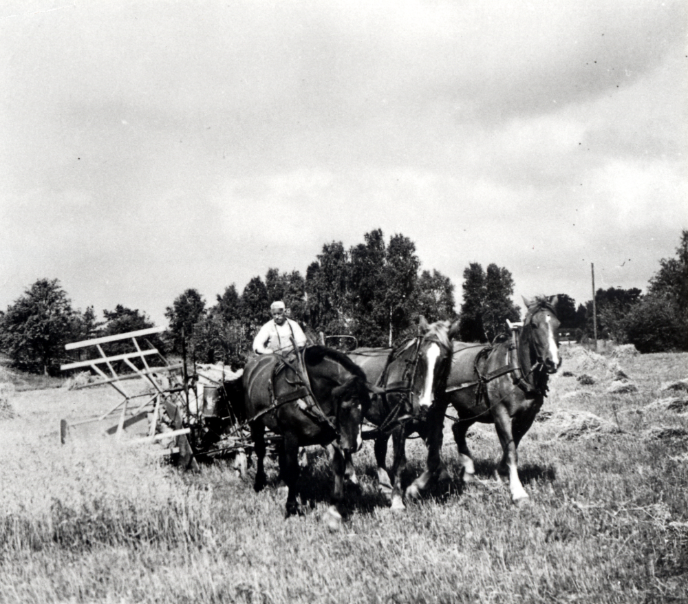 Självbindare vid Uthamra gård i Vallentuna.  På självbindaren, dragen av tre hästar, sitter gårdens ägare Birger Åkerberg