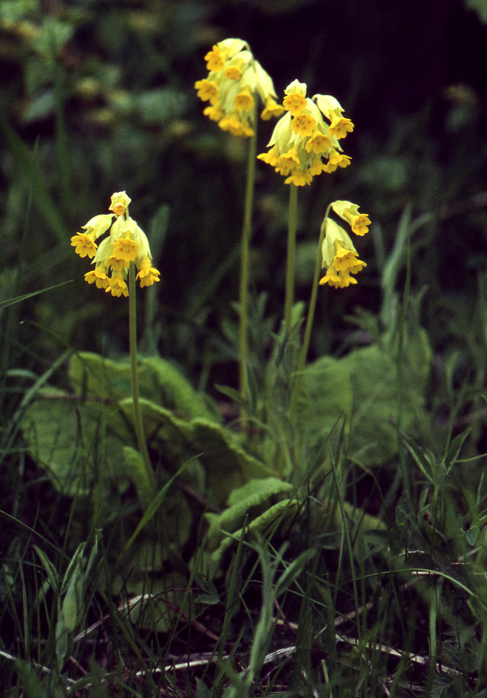 I maj blommar gullvivorna. Fotografiet ingår i bildserien Angarnssjöängen 1970 som köptes av Vallentuna kommun och gjordes mot bakgrund av den oro som fanns bland naturvänner då Stockholm stad planerade en ny stad i området med upp mot 100 000 invånare. Så småningom övergavs planerna och istället bildade Länsstyrelsen naturreservat 1982.