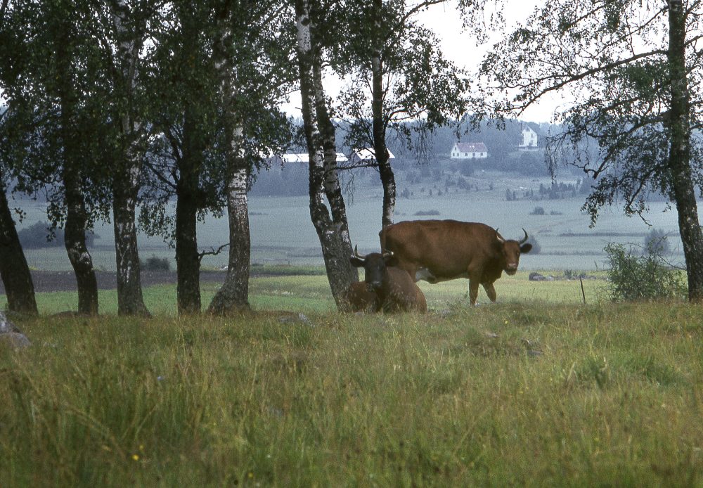 Skesta hage med Hacksta gård i bakgrunden. Fotografiet ingår i bildserien Angarnssjöängen 1970 som köptes av Vallentuna kommun och gjordes mot bakgrund av den oro som fanns bland naturvänner då Stockholm stad planerade en ny stad i området med upp mot 100 000 invånare. Så småningom övergavs planerna och istället bildade Länsstyrelsen naturreservat 1982.