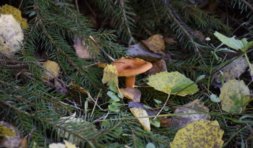 svamp i skog