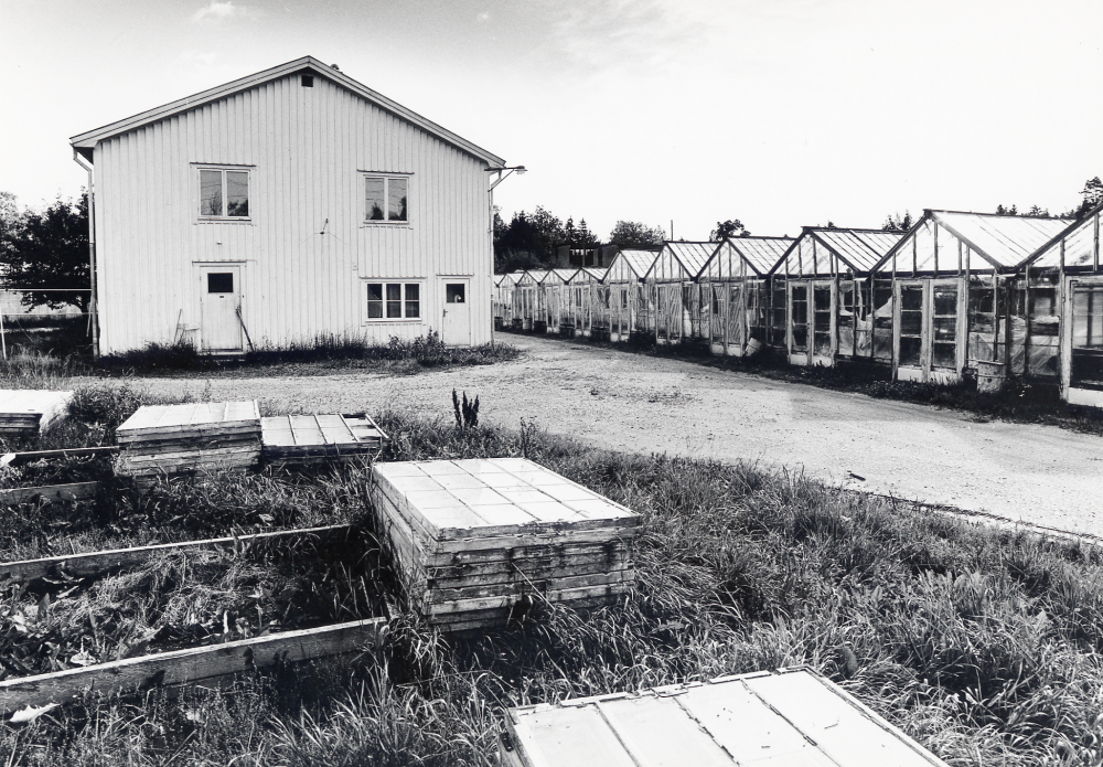 Heidmarks handelsträdgård i Bällsta startades 1927 av Pettersson. Man odlade rosor, pelargoner, azaleor, julstjärnor, tulpaner och andra lökväxter, krysantemum, tomater m m. 1975 såldes marken till Skånska cement och verksamheten upphörde 1979. Här syns växthus t h och det vita huset t v är lager m m