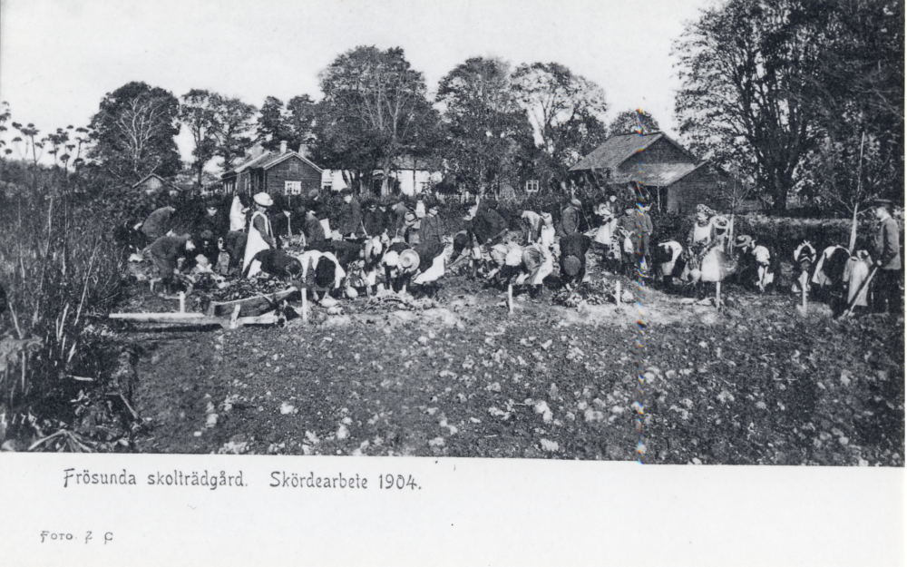 Skördearbete  vid  skolträdgården  i  Frösunda skola