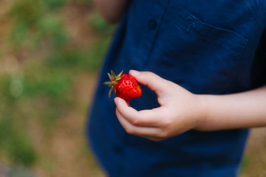 En person som håller en röd jordgubbe i handen