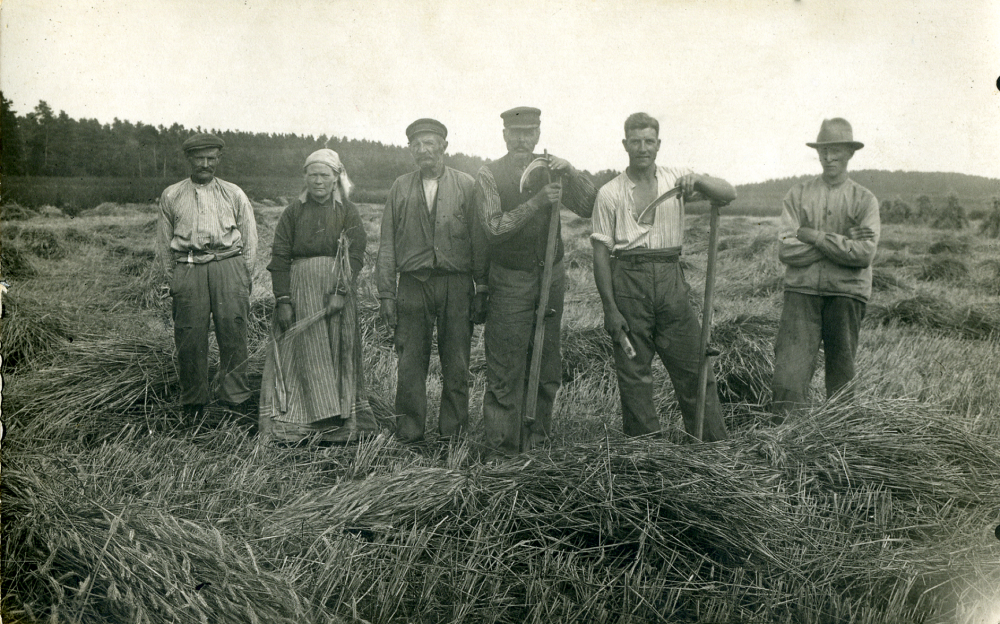 Skördebild från Åsta gårds marker.  Förmodligen är det Olsson i Åsta som står i mitten klädd i vegamössa