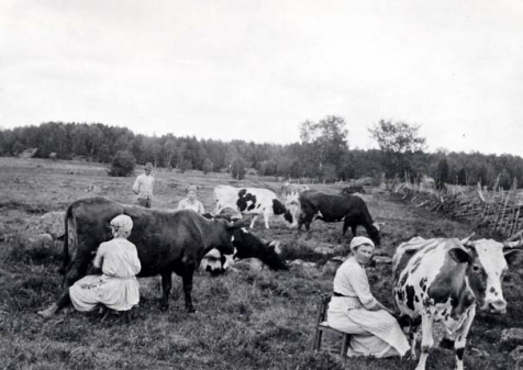 Kvinnor som mjöklar kor