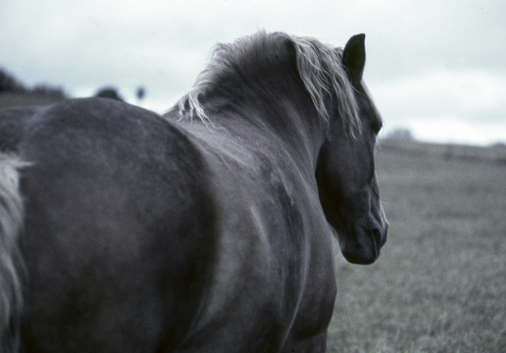 Arbetshäst. Fotografiet ingår i bildserien Angarnssjöängen 1970 som köptes av Vallentuna kommun och gjordes mot bakgrund av den oro som fanns bland naturvänner då Stockholm stad planerade en ny stad i området med upp mot 100 000 invånare. Så småningom övergavs planerna och istället bildade Länsstyrelsen naturreservat 1982.