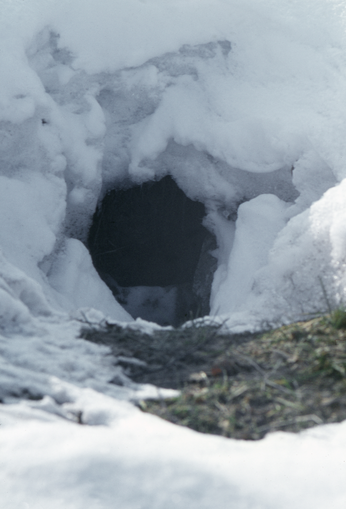En av ingångarna till grävlingsgrytet under eken vid Klosterbacken. Snö. Vinter. Fotografiet ingår i bildserien Angarnssjöängen 1970 som köptes av Vallentuna kommun och gjordes mot bakgrund av den oro som fanns bland naturvänner då Stockholm stad planerade en ny stad i området med upp mot 100 000 invånare. Så småningom övergavs planerna och istället bildade Länsstyrelsen naturreservat 1982.