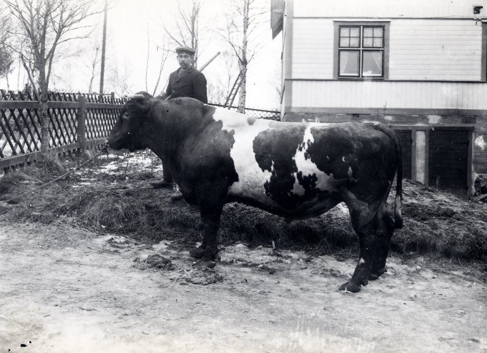 Tjur  vid  Klippan  Algot Laurells hem    Efterlysning i Kommunnytt 1988: 6. Inget svar. Skulle ev vara Edvard Thorell och från Lövsta men enligt tillfrågade Frösundabor är uppgifterna oriktiga
