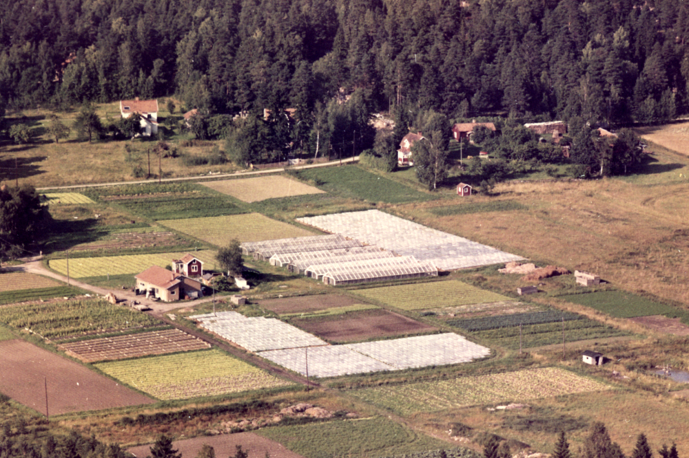 Ullgrens handelsträdgård HB i  Björkesta  odlar  sallad  och  purjolök  bl a.  Flygfoto  över boningshus och  växthus