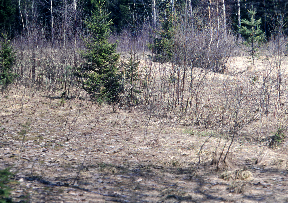 Åkrar och ängar växer igen vid torpen Fagermoda, Nyboda och Brötet. Fotografiet ingår i bildserien Några torp i Vallentuna 1970 som köptes av Vallentuna kommun. Dokumentationen gjordes mot bakgrund av den snabba förvandling av kulturlandskapet som skett och ännu sker. Många torp anlades under den svenska landsbygdens folkökning under slutet av 1700-talet och decennierna framöver. Dessa torp och små gårdar försvinner alltmer då de inte längre är lönsamma. Kulturmiljö.