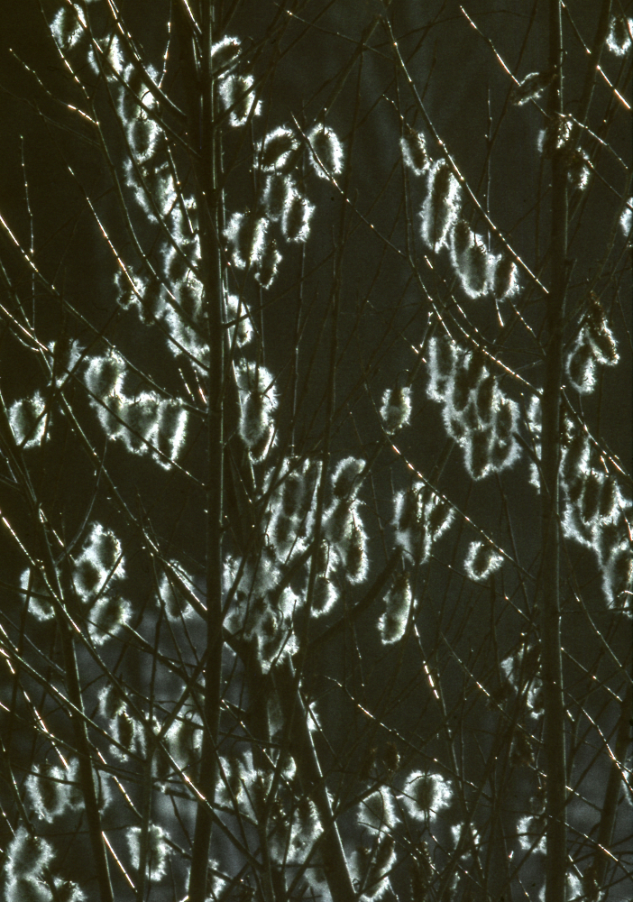 Salix som blommar. Fotografiet ingår i bildserien Angarnssjöängen 1970 som köptes av Vallentuna kommun och gjordes mot bakgrund av den oro som fanns bland naturvänner då Stockholm stad planerade en ny stad i området med upp mot 100 000 invånare. Så småningom övergavs planerna och istället bildade Länsstyrelsen naturreservat 1982.