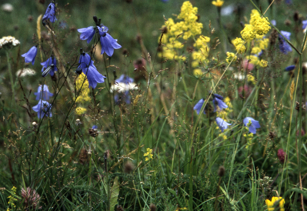 Blåklockor och gulmåra på ängsmark. Fotografiet ingår i bildserien Angarnssjöängen 1970 som köptes av Vallentuna kommun och gjordes mot bakgrund av den oro som fanns bland naturvänner då Stockholm stad planerade en ny stad i området med upp mot 100 000 invånare. Så småningom övergavs planerna och istället bildade Länsstyrelsen naturreservat 1982.