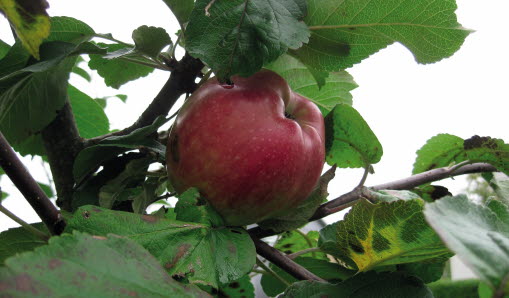 Kvist med äpple