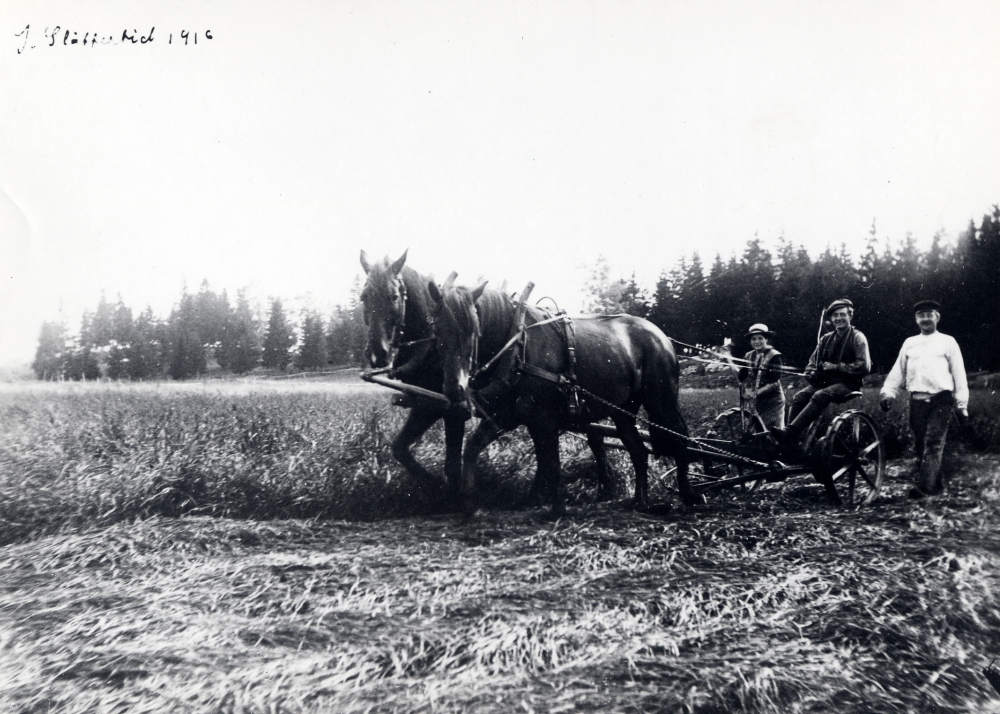 Slåtter  vid  Lövhagens gård.  Slåttermaskinen  dras av två  hästar.  Fr v  Gerda Jansson  senare gift Eriksson på Thorslunda gård,  Helmer Jansson  och drängen Oskar med okänt efternamn.  På fotografiet står antecknat  "I slåttertid 1916"