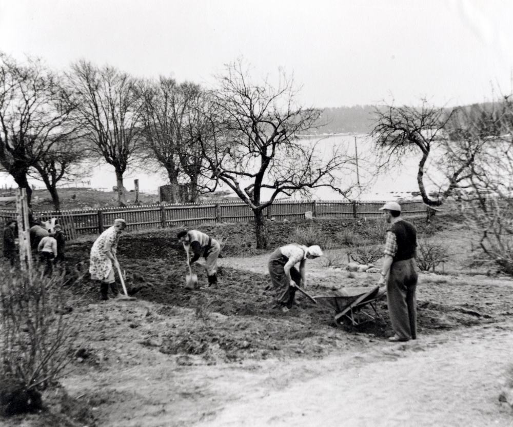 Syskonen Karl-Erik Helgöstam, Alice Helgöstam,  Britta Helgöstam och Karin Wredh sätter potatis vid Lilla stugan på Helgö gård. I bakgrunden syns Helgösjön