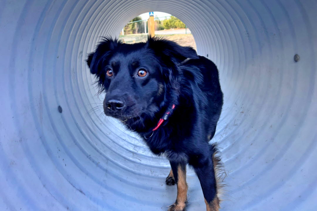 Hunden Essi gillar rörlöpning.