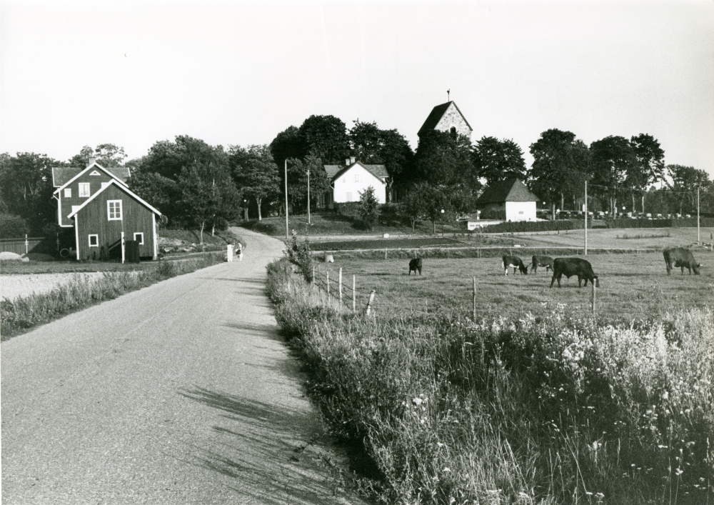 Kyrkvägen upp mot Vallentuna kyrka, sett från Väsbyhållet. Några kor betar på ängen till höger. Troligtvis fotat på 1970-talet.