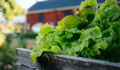 Sallad som odlas